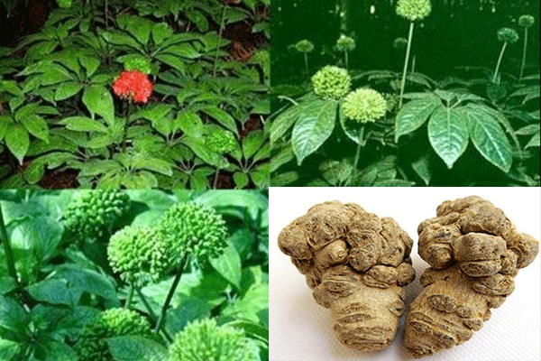 Đàn ông có nên uống hoa tam thất không? 2 Nam giới dùng tam thất có bị suy giảm "sức mạnh đàn ông"?