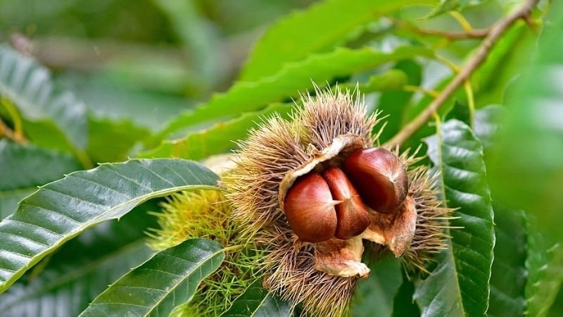 Cách bảo quản hạt dẻ đơn giản nhất tại nhà 2 Bảo quản hạt dẻ tươi trong 1 tháng nhờ để ngăn đá tủ lạnh.