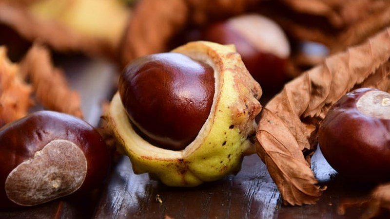 Cách bảo quản hạt dẻ đơn giản nhất tại nhà 3 Có thể bảo quản hạt dẻ lên tới 1 năm nhờ cách làm bỏ vào thùng gỗ chứa cát.