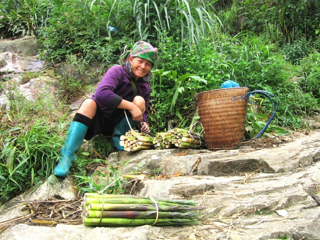 Khám phá món măng rừng tại vùng cao.