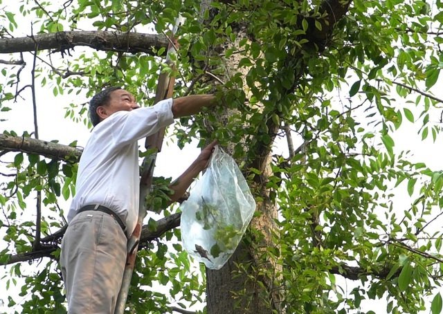 Hình ảnh tầm gửi cây gạo tươi.