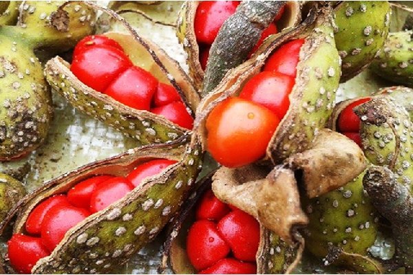 Giá Hạt Dổi 2026: Cập Nhật Bảng Giá Chi Tiết 4 Cách phân biệt chất lượng