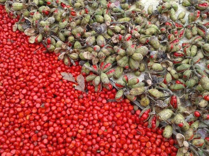 Giá Hạt Dổi 2026: Cập Nhật Bảng Giá Chi Tiết 2 Hạt dổi rừng nếp Cao Bằng - Giá 800.000 đến 1.200.000 đồng/kg năm 2026
