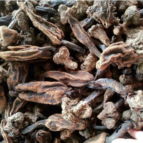 Nấm ngọc cẩu có tác dụng gì?