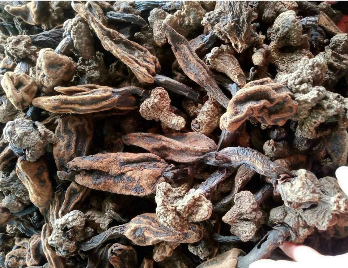 Nấm ngọc cẩu có tác dụng gì?