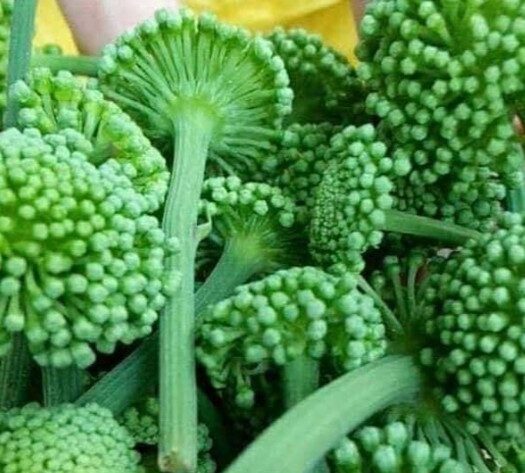 Cập nhật giá nụ hoa tam thất mới nhất dành cho bạn 2 Nụ hoa tam thất tươi nguyên chất 100%