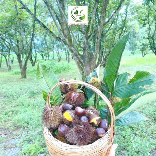Thành phần dinh dưỡng của hạt dẻ.