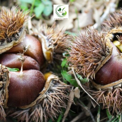 Hạt dẻ Trùng Khánh Cao Bằng