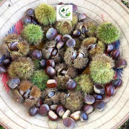 Sản phẩm Hạt dẻ Trùng Khánh Cao Bằng tại Cao Bằng Green.