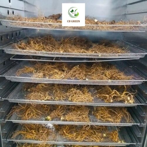 Sâm đương quy sấy khô