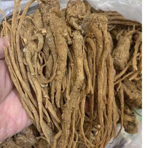 Sâm đương quy