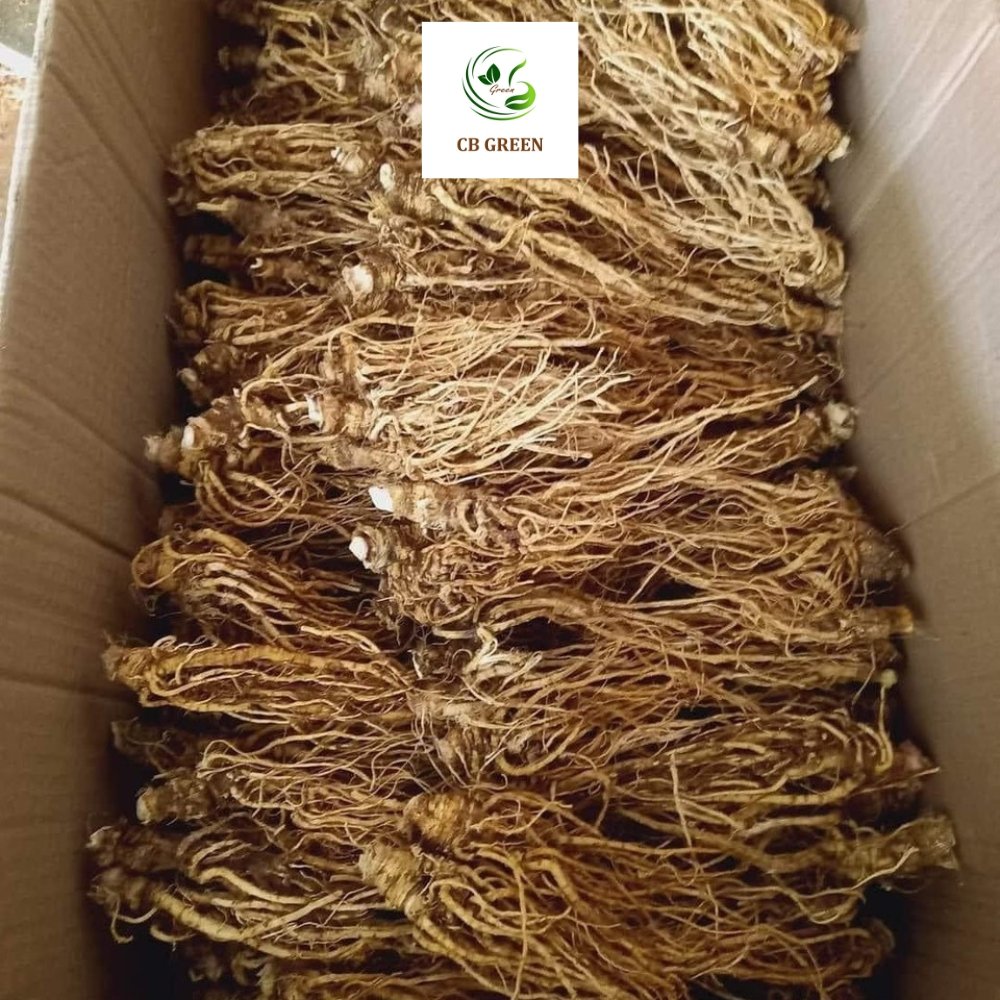 Sâm đương quy có tác dụng gì?