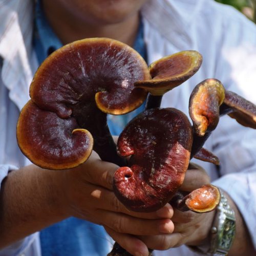 Nấm lim xanh tại Cao Bằng Green