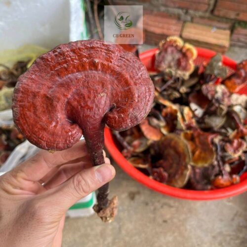 Nấm linh chi đỏ có tác dụng gì?